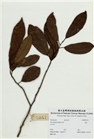 藏品(鼠刺)的圖片